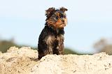 YORKSHIRE TERRIER 020